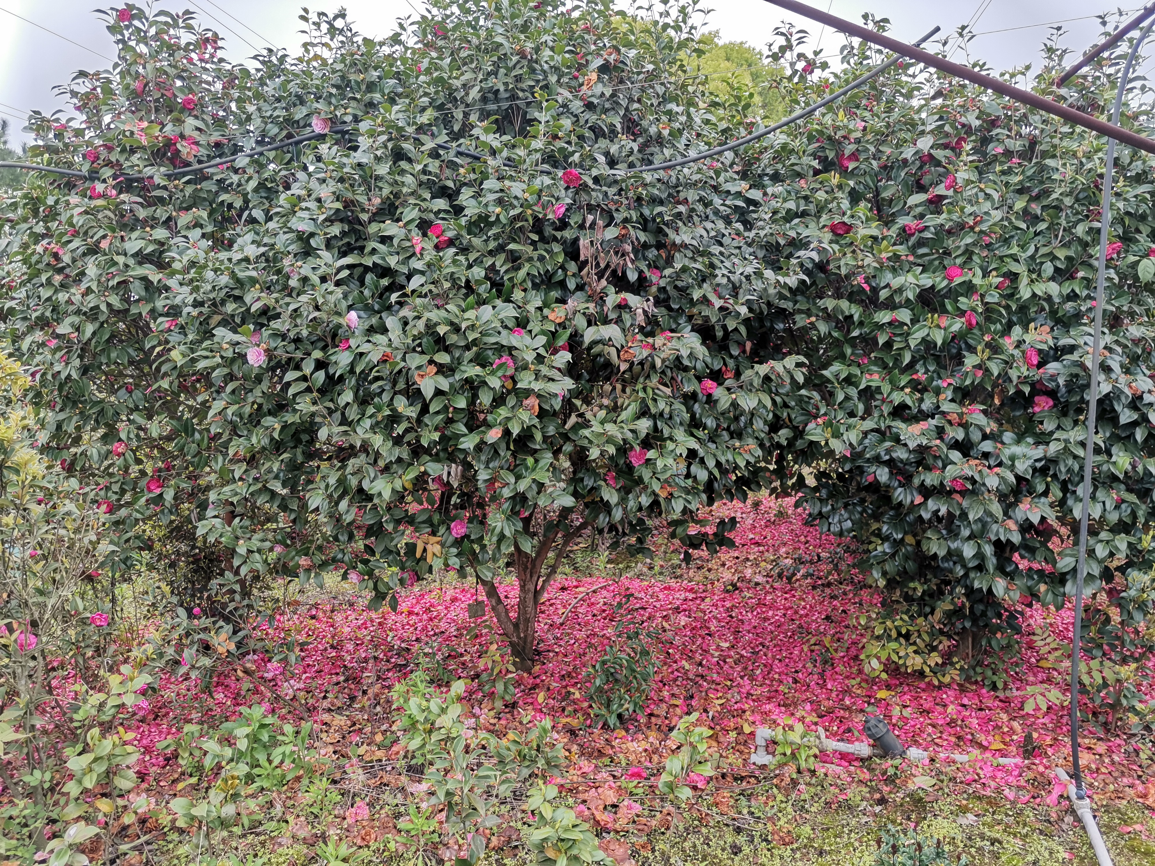 茶花（100公分以上）