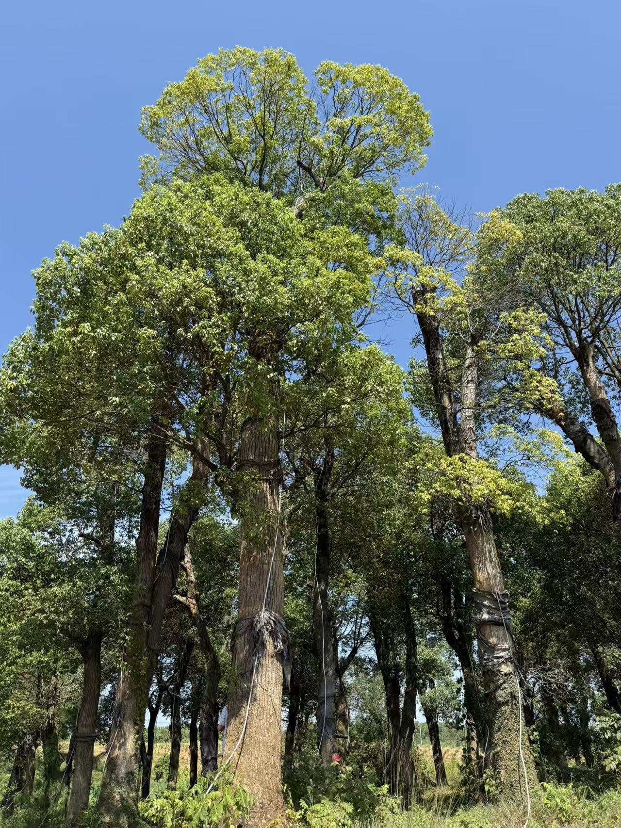 樟树（70-80公分）