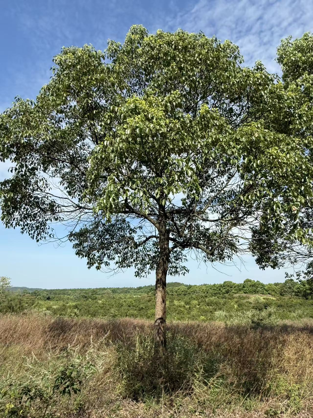 樟树（10-20公分）