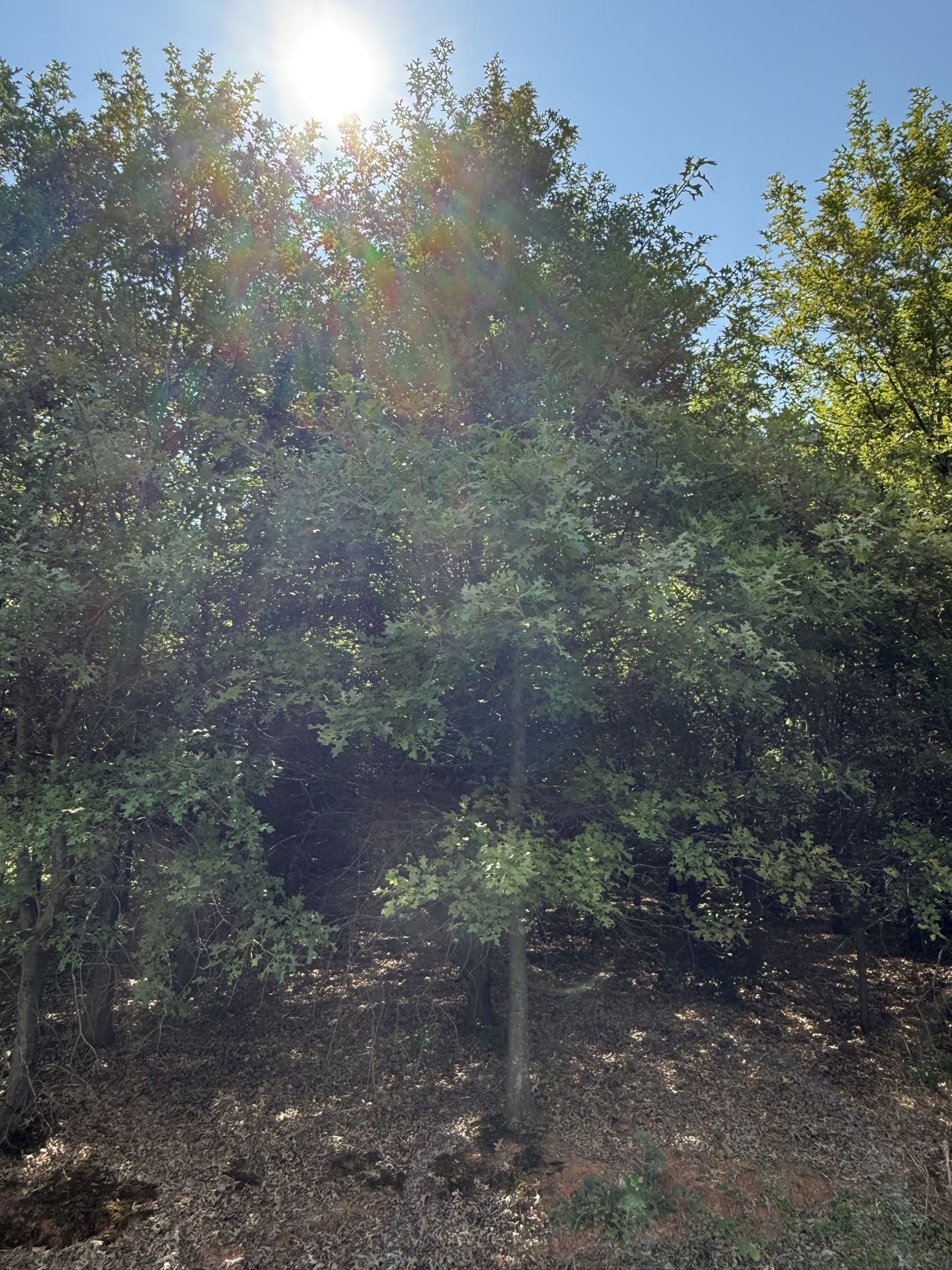 北美橡树（8公分）