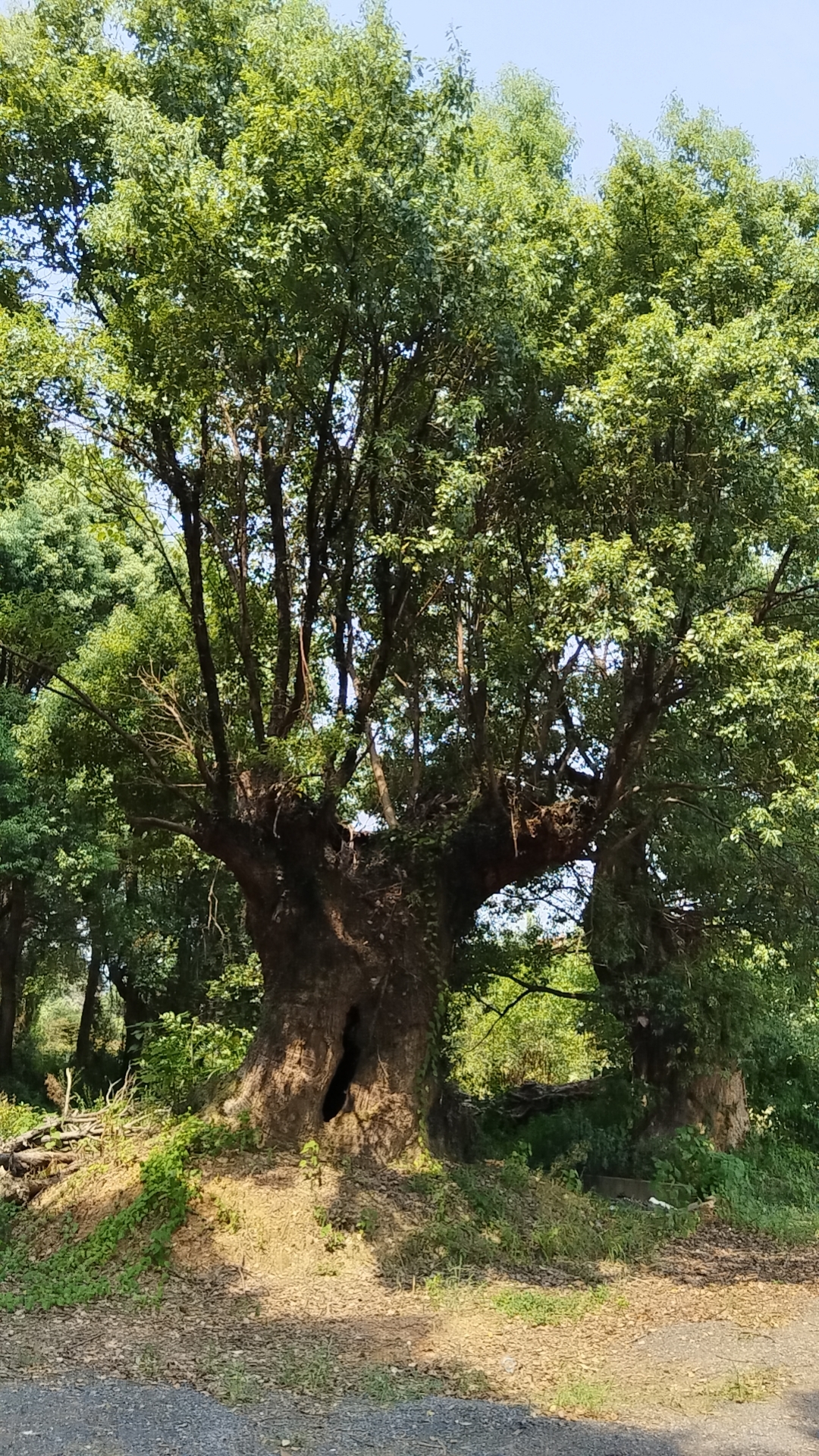 樟树（100公分以上）