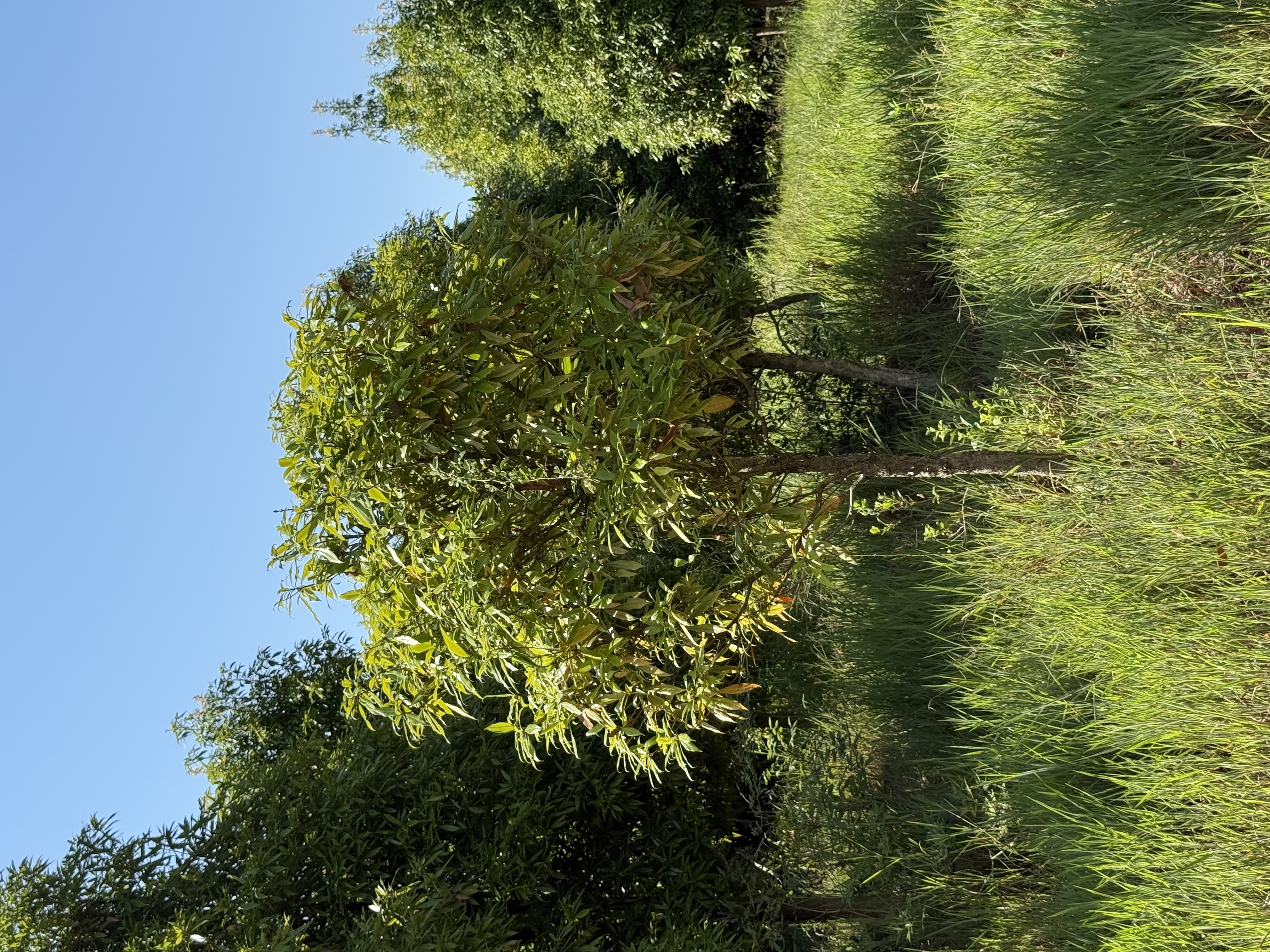 金丝楠木（4公分）