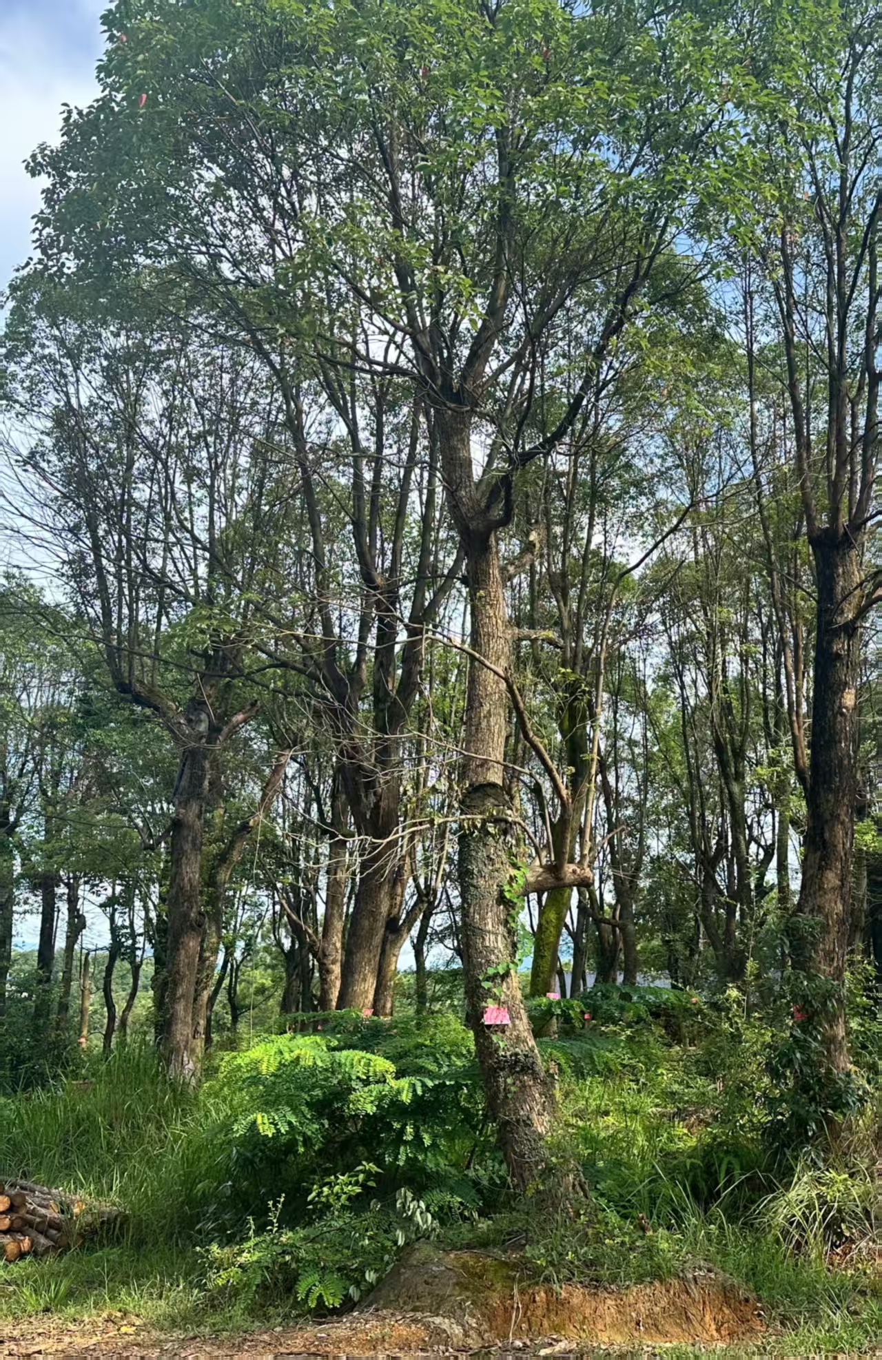 樟树（40-50公分）