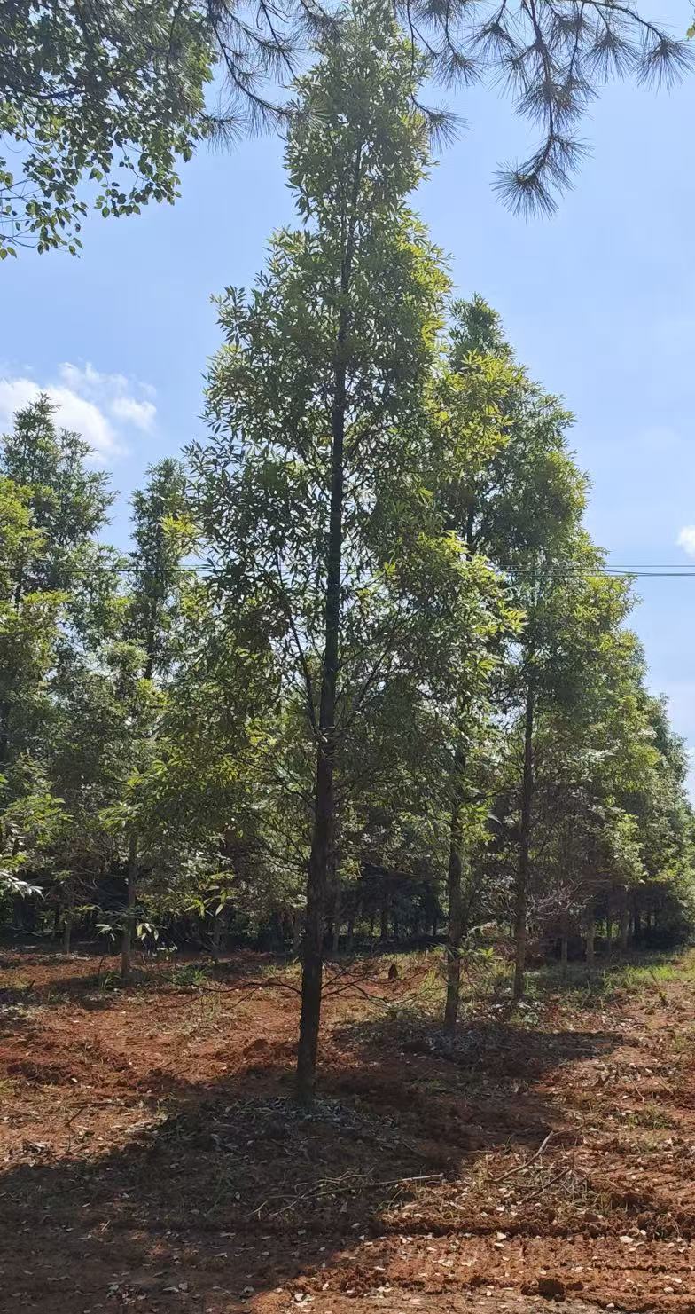 金丝楠木（14公分）