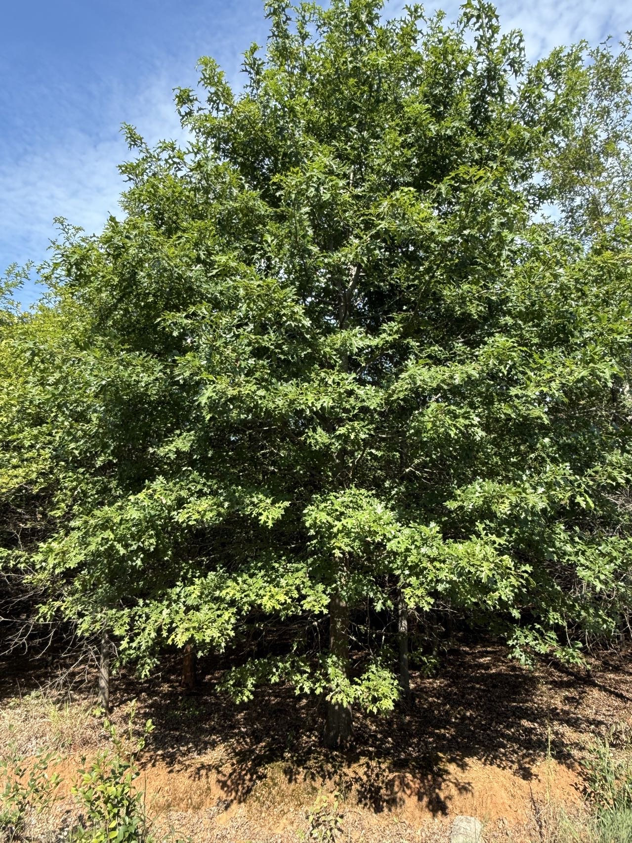 北美橡树（10公分）