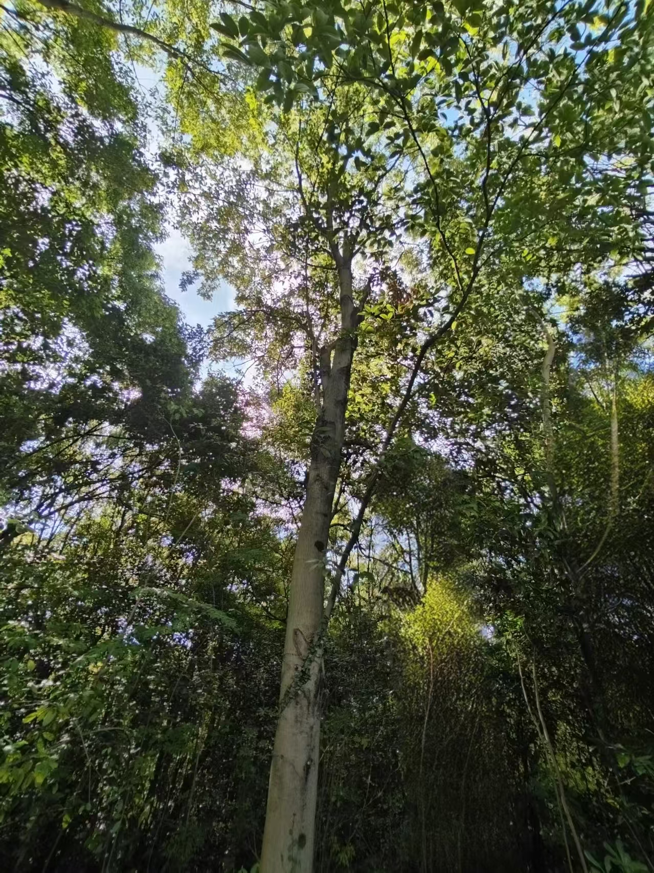 樟叶槭（10-20公分）