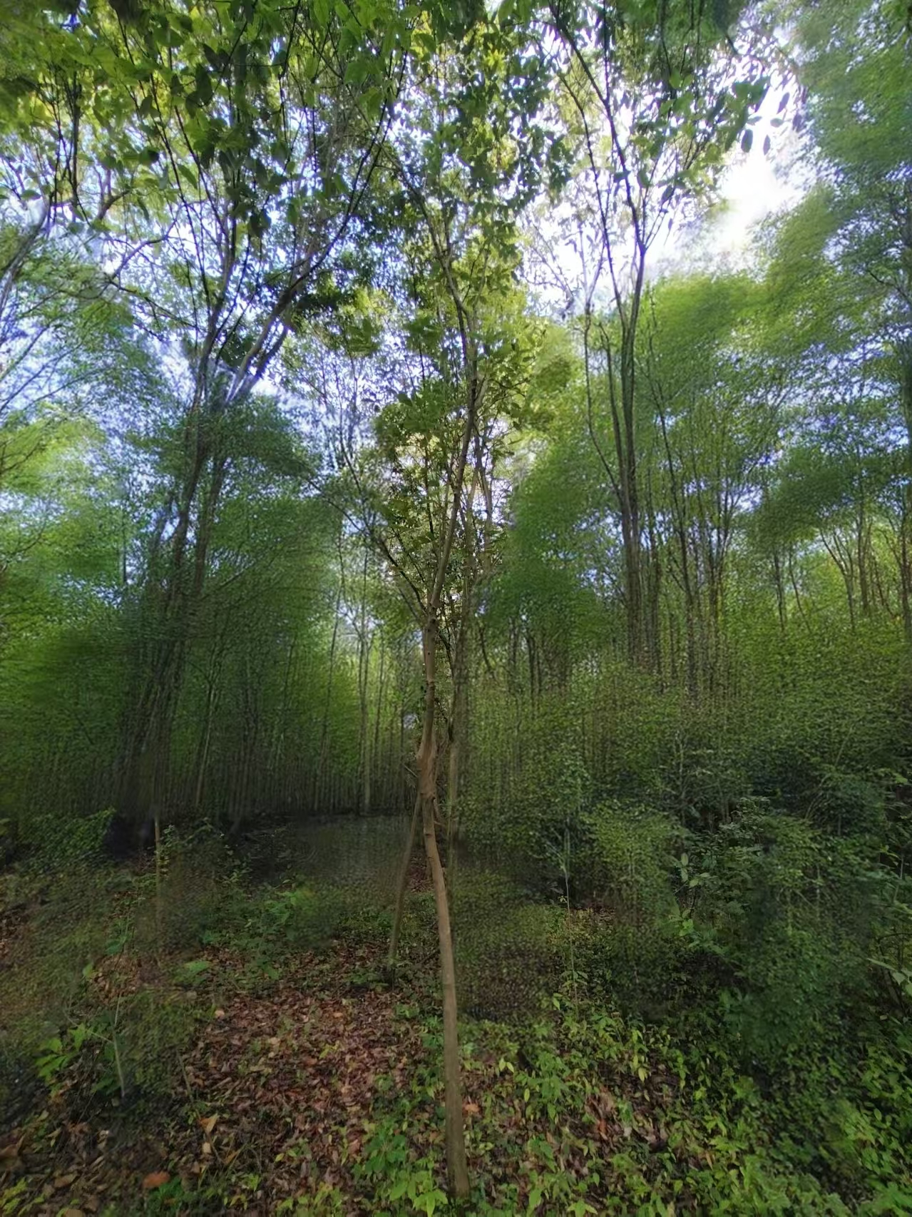 樟叶槭（4-10公分）