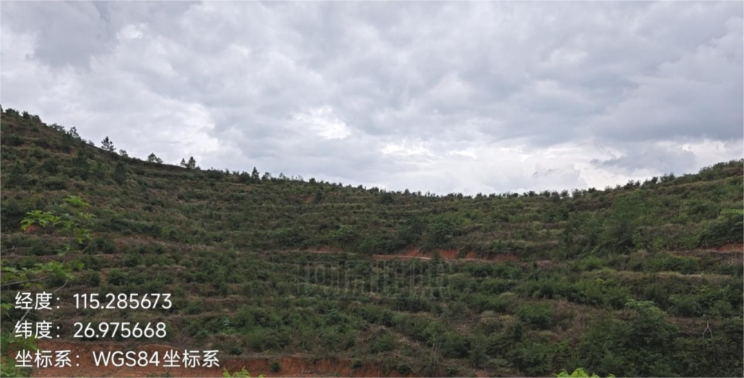 中央油茶奖补项目县级核查工作