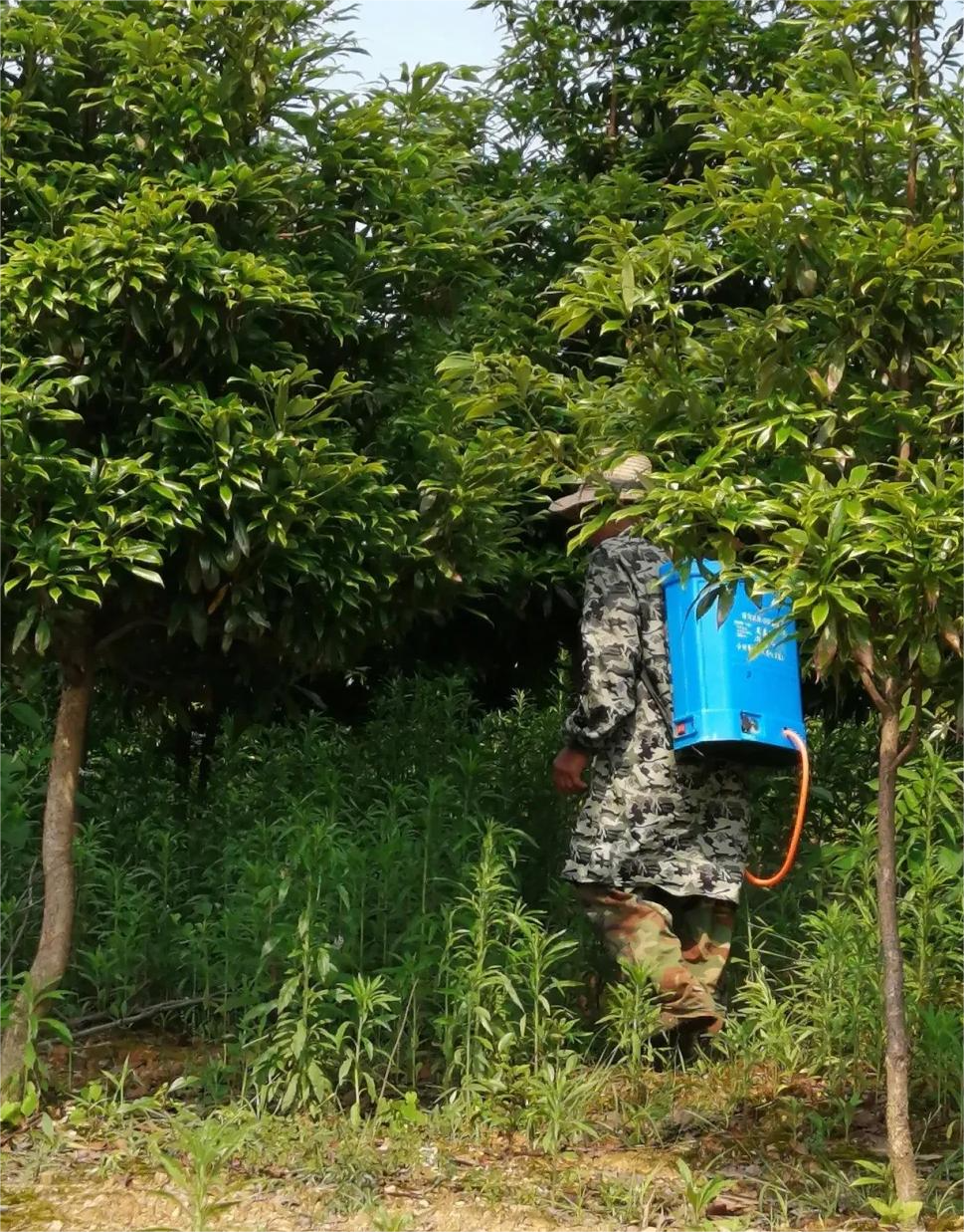 马山基地开展打药除草病虫害防治工作